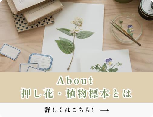 押し花・植物標本 | ふしぎな花倶楽部